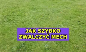 Wapnowanie trawnika: Jak pozbyć się mchu i wzmocnić darń?