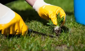 Skuteczne zwalczanie chwastów: Poradnik krok po kroku