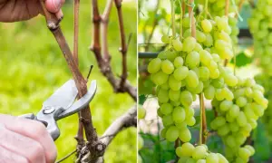 Jak przycinać winogrona? Poradnik krok po kroku dla obfitych zbiorów