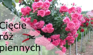 Jak przycinać róże na pniu? Poradnik krok po kroku