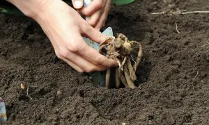 Sadzenie dalii: kiedy i jak? Sekrety obfitego kwitnienia