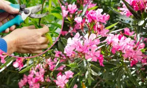 Jak przycinać oleander na zimę? Poradnik krok po kroku