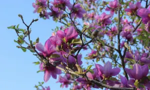 Przycinanie magnolii: Kiedy i jak ciąć, by nie zaszkodzić?