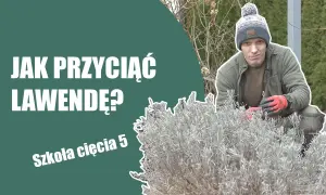 Jak przycinać lawendę po zimie? Poradnik krok po kroku