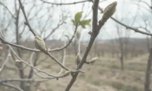 Jak przycinać brzoskwinię? Poradnik krok po kroku dla obfitych plonów