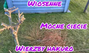 Jak przycinać wierzbę Hakuro? Poradnik krok po kroku