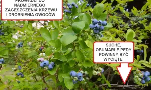 Jak przycinać borówkę amerykańską? Poradnik krok po kroku