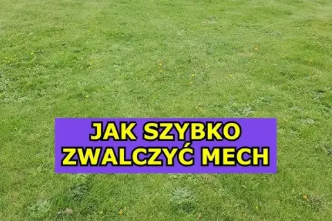 Wapnowanie trawnika: Jak pozbyć się mchu i wzmocnić darń?