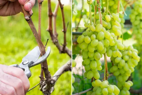 Jak przycinać winogrona? Poradnik krok po kroku dla obfitych zbiorów
