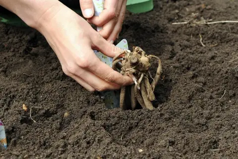 Sadzenie dalii: kiedy i jak? Sekrety obfitego kwitnienia