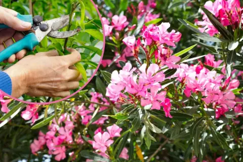Jak przycinać oleander na zimę? Poradnik krok po kroku