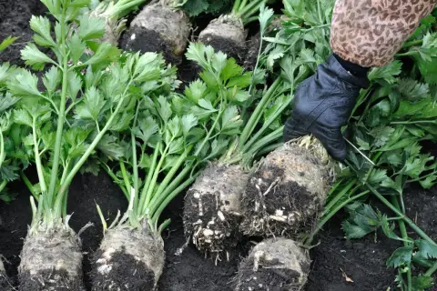 Seler naciowy zimuje w gruncie? Sprawdź, jak to zrobić bezpiecznie!