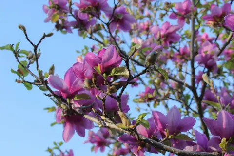 Przycinanie magnolii: Kiedy i jak ciąć, by nie zaszkodzić?