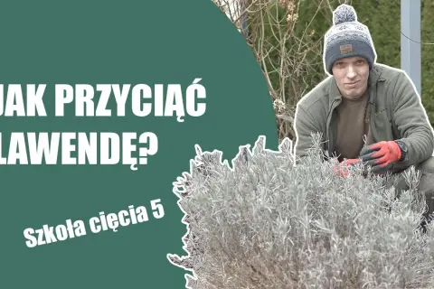 Jak przycinać lawendę po zimie? Poradnik krok po kroku