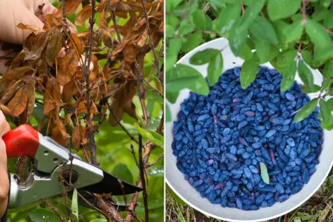 Jak i kiedy przycinać jagodę kamczacką? Poradnik krok po kroku