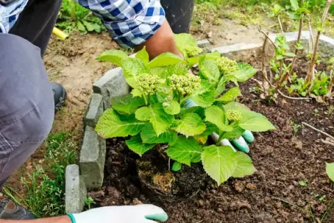 Jak sadzić hortensje ogrodowe? Poradnik krok po kroku