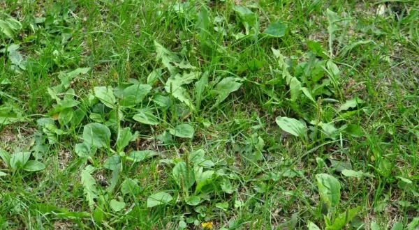 Gęsty zielony trawnik z licznymi liśćmi babki lancetowatej, które tworzą niechciany chwast na trawniku.