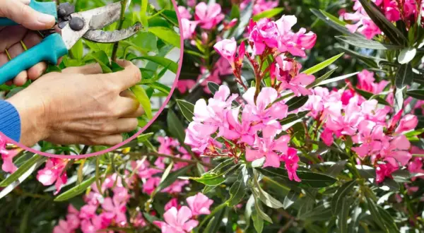 Jak przycinać oleander na zimę? Poradnik krok po kroku