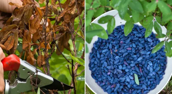 Jak i kiedy przycinać jagodę kamczacką? Poradnik krok po kroku