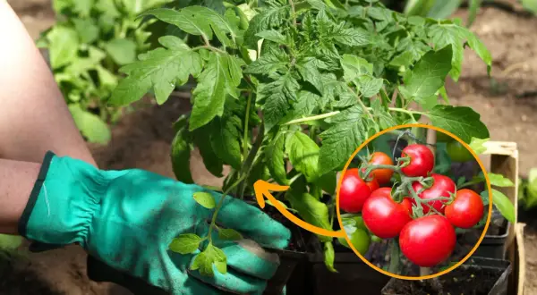 Sadzenie pomidorów koktajlowych do gruntu: przewodnik krok po kroku