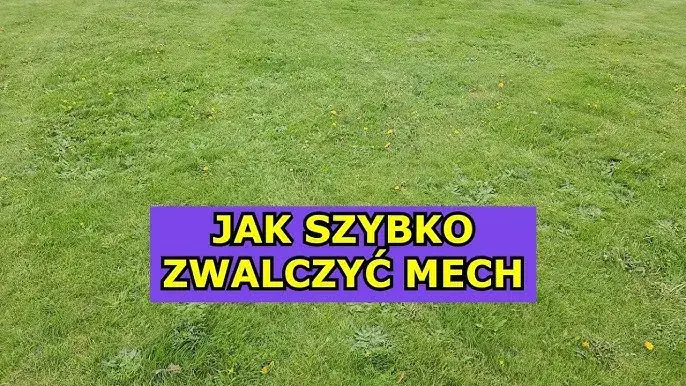 Wapnowanie trawnika: Jak pozbyć się mchu i wzmocnić darń?