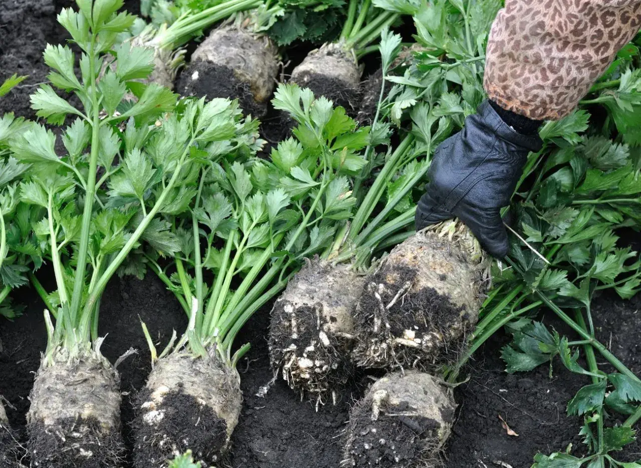 Seler naciowy zimuje w gruncie? Sprawdź, jak to zrobić bezpiecznie!