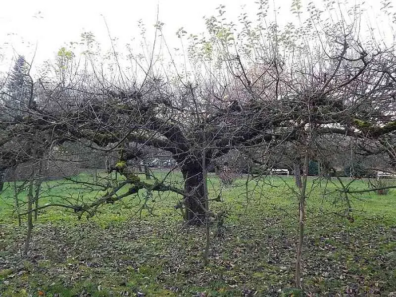 Jak przyciąć starą jabłoń? Odmładzanie krok po kroku
