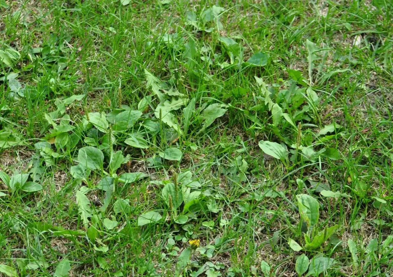 Gęsty zielony trawnik z licznymi liśćmi babki lancetowatej, które tworzą niechciany chwast na trawniku.