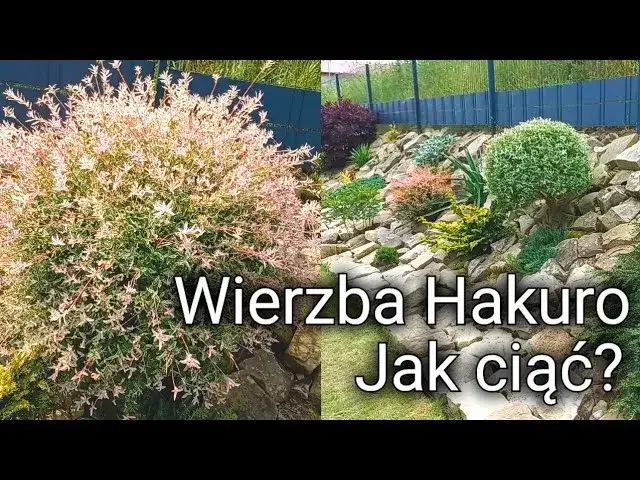 Zdjęcie Jak przycinać wierzbę Hakuro? Poradnik krok po kroku
