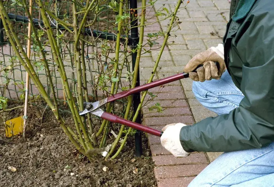 Zdjęcie Jesienne cięcie róż: jak przycinać, by przetrwały zimę?