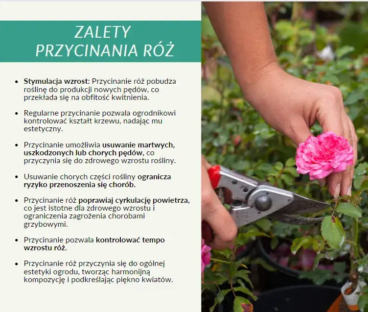 Zdjęcie Wiosenne cięcie róż: Poradnik krok po kroku dla pięknych kwiatów