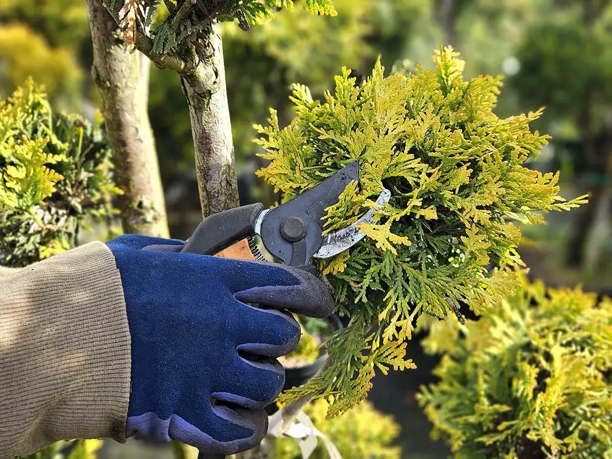Ręka w granatowej rękawicy przycina gałązki żywotnika, ucząc się, jak przycinać tuje na bonsai.
