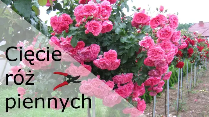 Jak przycinać róże na pniu? Poradnik krok po kroku